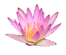 Lotus Blossom